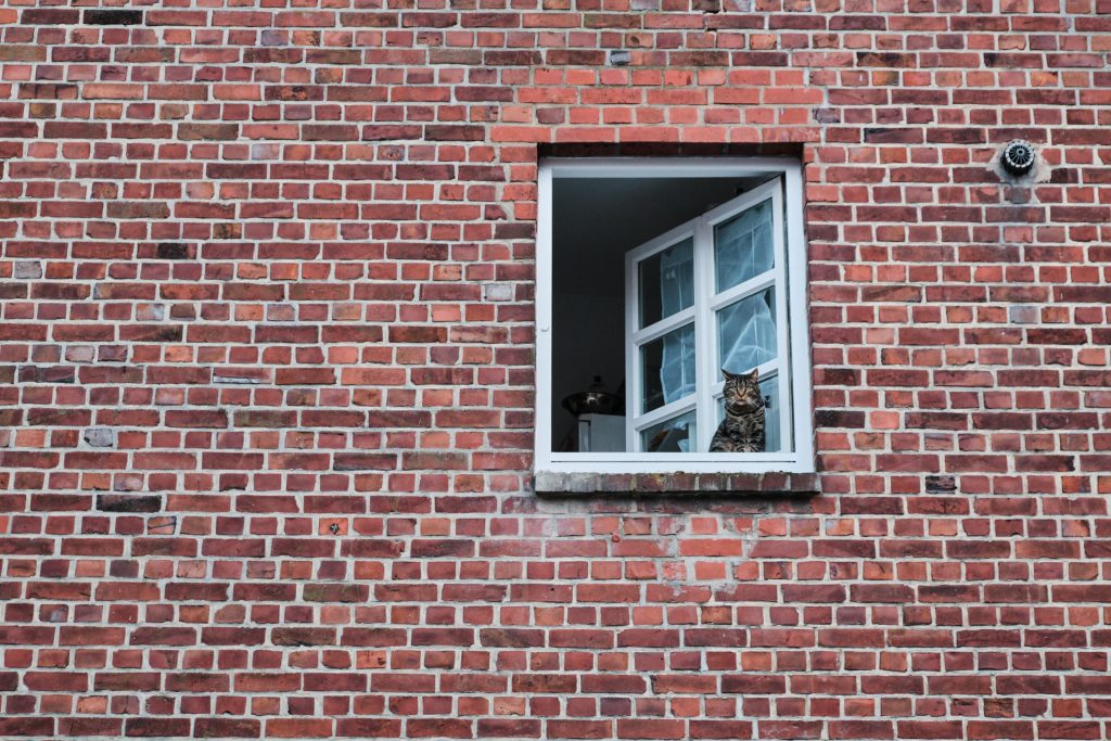 A cat, looking out of an open window in a brick wall,